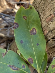 Diaporthe kalmiae