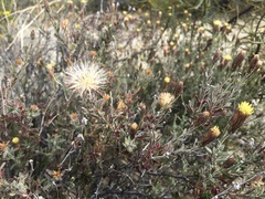 Brickellia frutescens