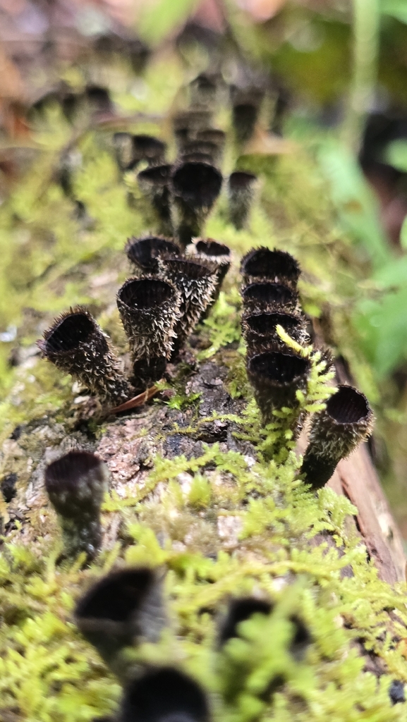Cyathus striatus · April 2026 · photo: © snail_hiker (iNaturalist, cc-by-nc)