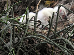 Bubo virginianus