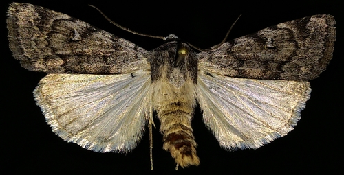 Black-girdled Dart photo 2