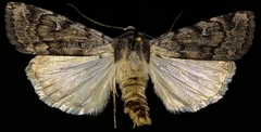 Anicla tepperi