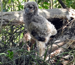 Bubo virginianus
