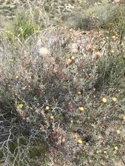 Brickellia frutescens