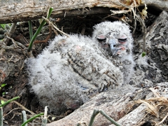 Bubo virginianus