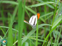 Colotis euippe