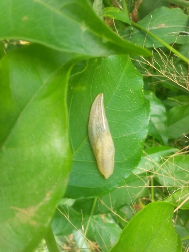 African Banana Slug