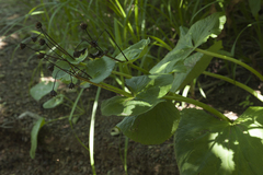 Caltha fistulosa