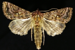 Autographa mappa