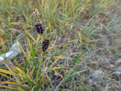 Carex membranacea