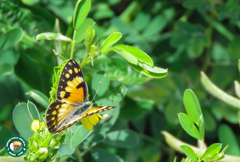 Colotis calais calais