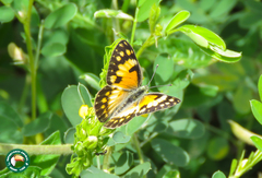 Colotis calais calais