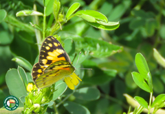 Colotis calais calais