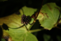 Caltha fistulosa