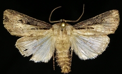 Agrotis volubilis