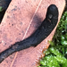 Glutinous Earthtongue - Photo (c) Liam O'Brien, some rights reserved (CC BY-NC), uploaded by Liam O'Brien