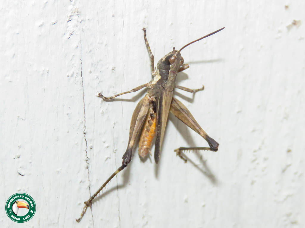 Comacris