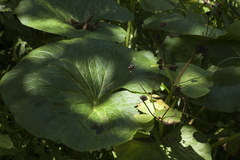 Caltha fistulosa