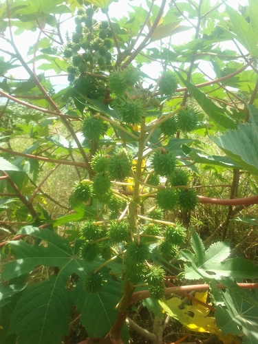 castor bean