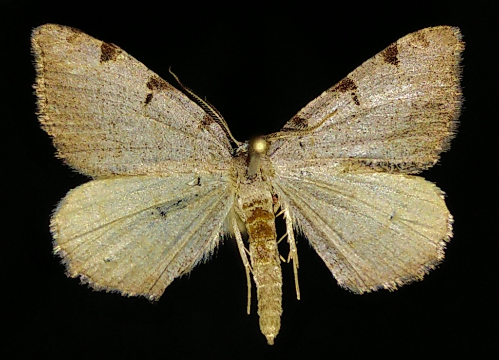 Four-spotted Granite