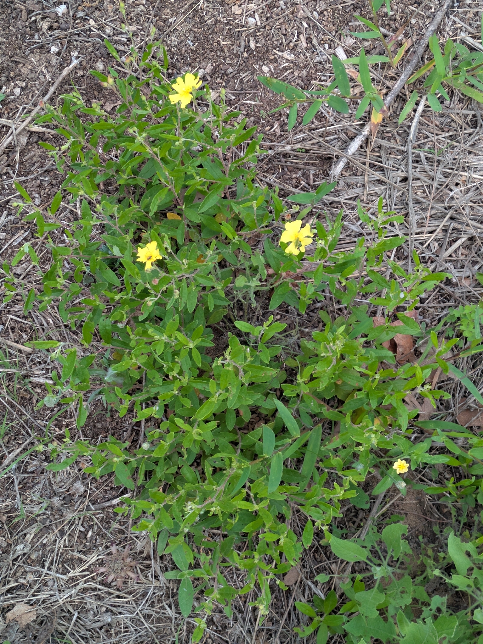 Imagem de Crocanthemum georgianum