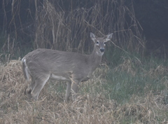 Odocoileus virginianus leucurus