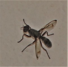 Plagiostenopterina