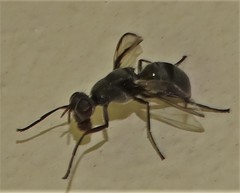 Plagiostenopterina