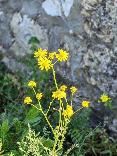 Eastern Groundsel