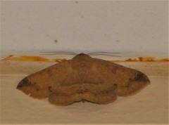 Ericeia congressa
