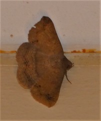 Ericeia congressa