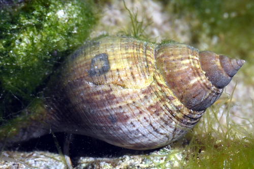 Fasciolaria tulipa