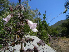 Lepechinia cardiophylla