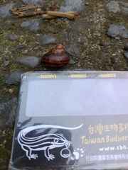 Cyclophorus formosaensis