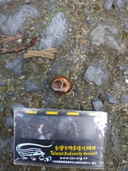 Cyclophorus formosaensis