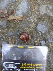 Cyclophorus formosaensis