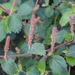 Acalypha californica - Photo (c) David Greenberger, μερικά δικαιώματα διατηρούνται (CC BY-NC-ND), uploaded by David Greenberger