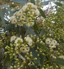 Eucalyptus fasciculosa