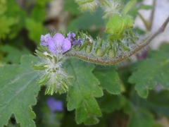 Phacelia cryptantha