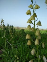 Fritillaria persica