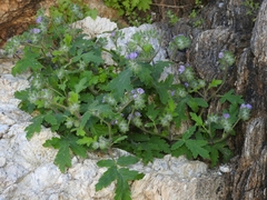 Phacelia cryptantha
