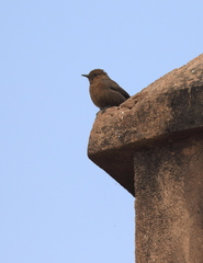 Oenanthe fusca