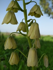 Fritillaria persica