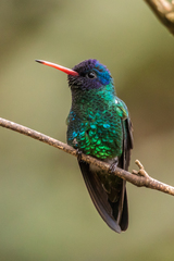 Chrysuronia grayi