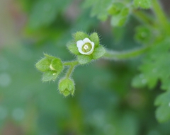 Eucrypta chrysanthemifolia bipinnatifida