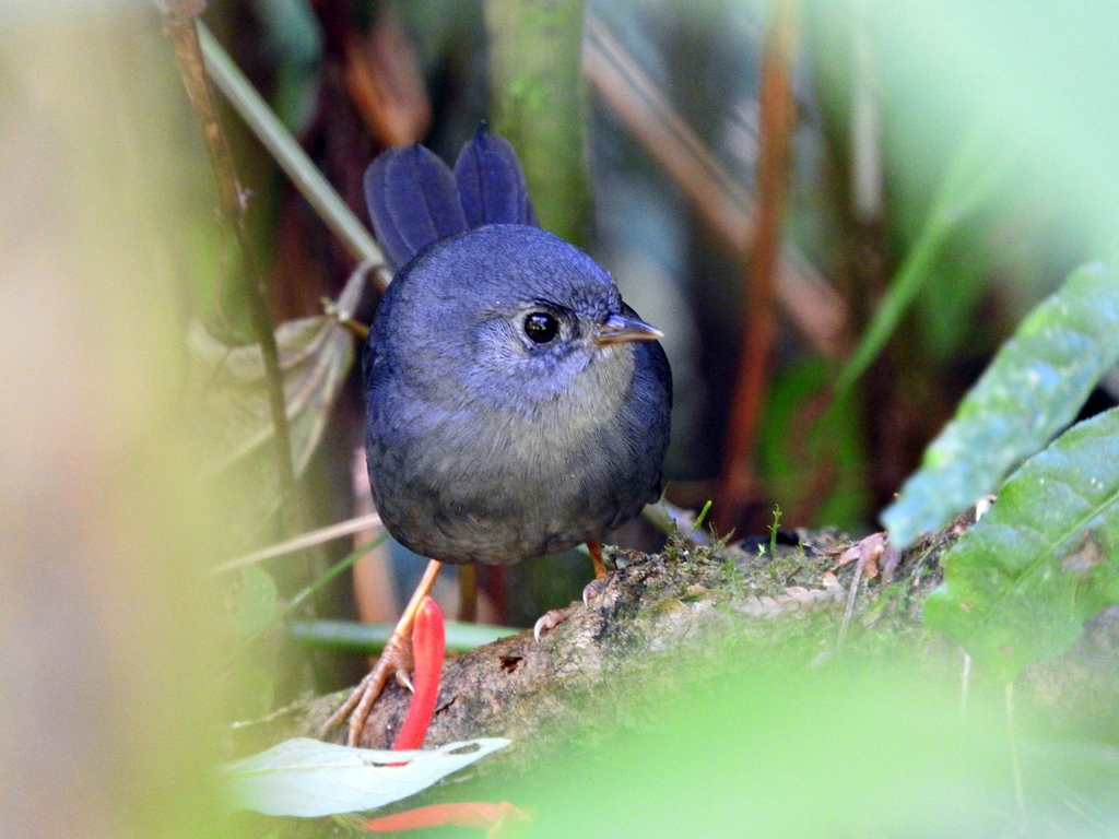 Rock Tapaculo photo