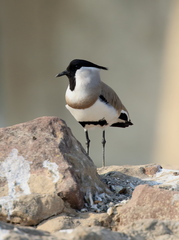 Vanellus duvaucelii