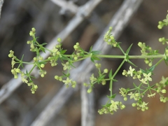 Galium stellatum