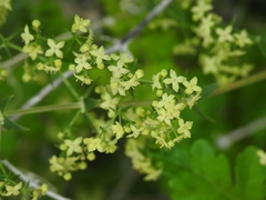 Galium stellatum