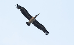 Pelecanus occidentalis murphyi